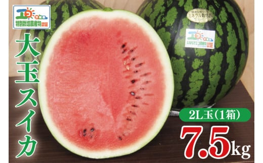 【先行予約】茨城県産大玉スイカ（2Lサイズ）【大地のめぐみ】（2025年6月中旬～6月下旬頃にお届け）【茨城県 阿見町 スイカ 1玉 すいか 西瓜 果物 くだもの フルーツ 国産 甘い 送料無料】（04-18）