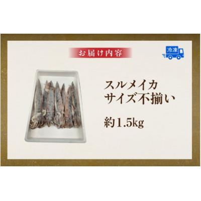 ふるさと納税 香美町 スルメイカ(冷凍)約1.5kgサイズ不揃い(冷凍) |  | 03