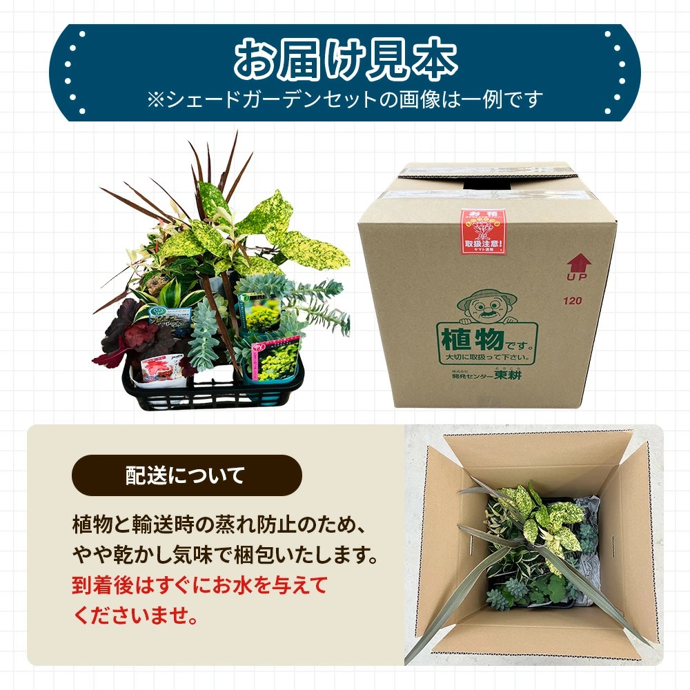 日陰で育つシェードガーデン（和風）セット【ガーデニング 家庭菜園 園芸 初夏 夏 花壇 庭 鉢 玄関 プランター 寄せ植え おうち時間 趣味 ベランダ 土っ子倶楽部 プレゼント ギフト 】