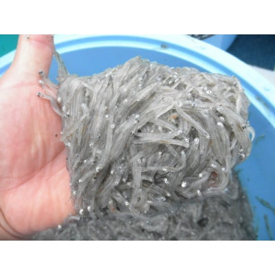 極冷煮あわび1個入×3パック・極冷生しらす100g×4パック【化粧箱】【配送不可地域：離島】