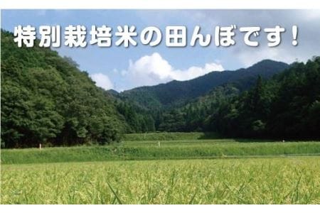 【令和7年産 2025年9月以降、順次発送】コシヒカリ　丹波篠山産　特Aランク　特別栽培米　越光（５ｋｇ×４袋） 白米 100％単一原料米 産地直送米 贈答 おいしいコシヒカリ お米 精米 コシヒカリ