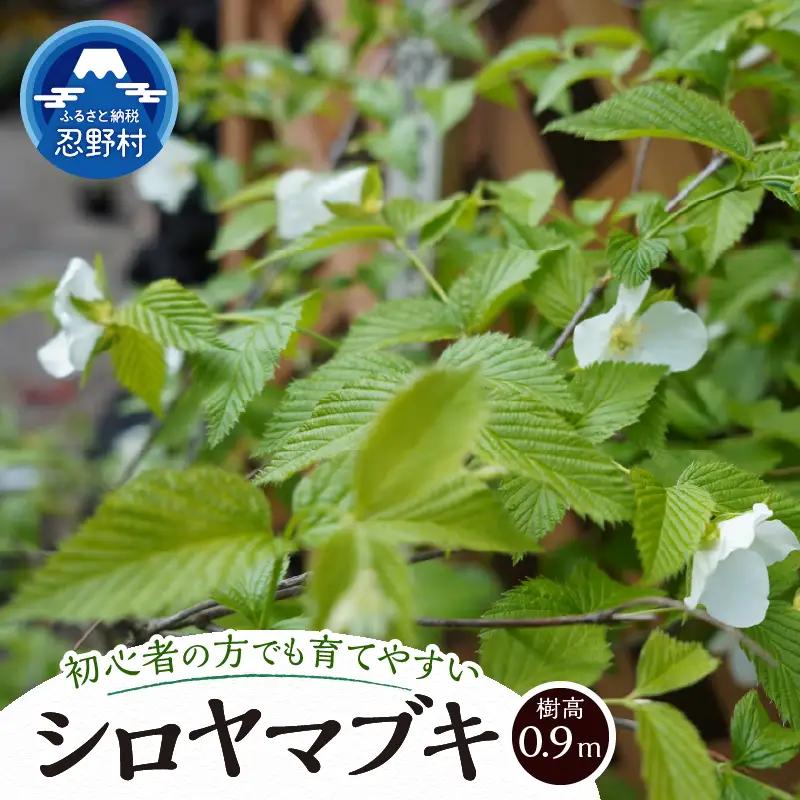 植木　白ヤマブキ　0.9ｍ