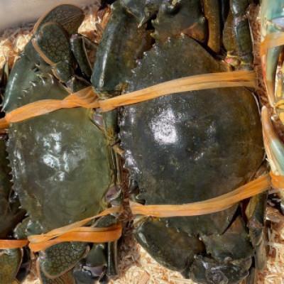 ふるさと納税 湖西市 【浜名湖産】ドウマンガニのカンジャンケジャン 2杯