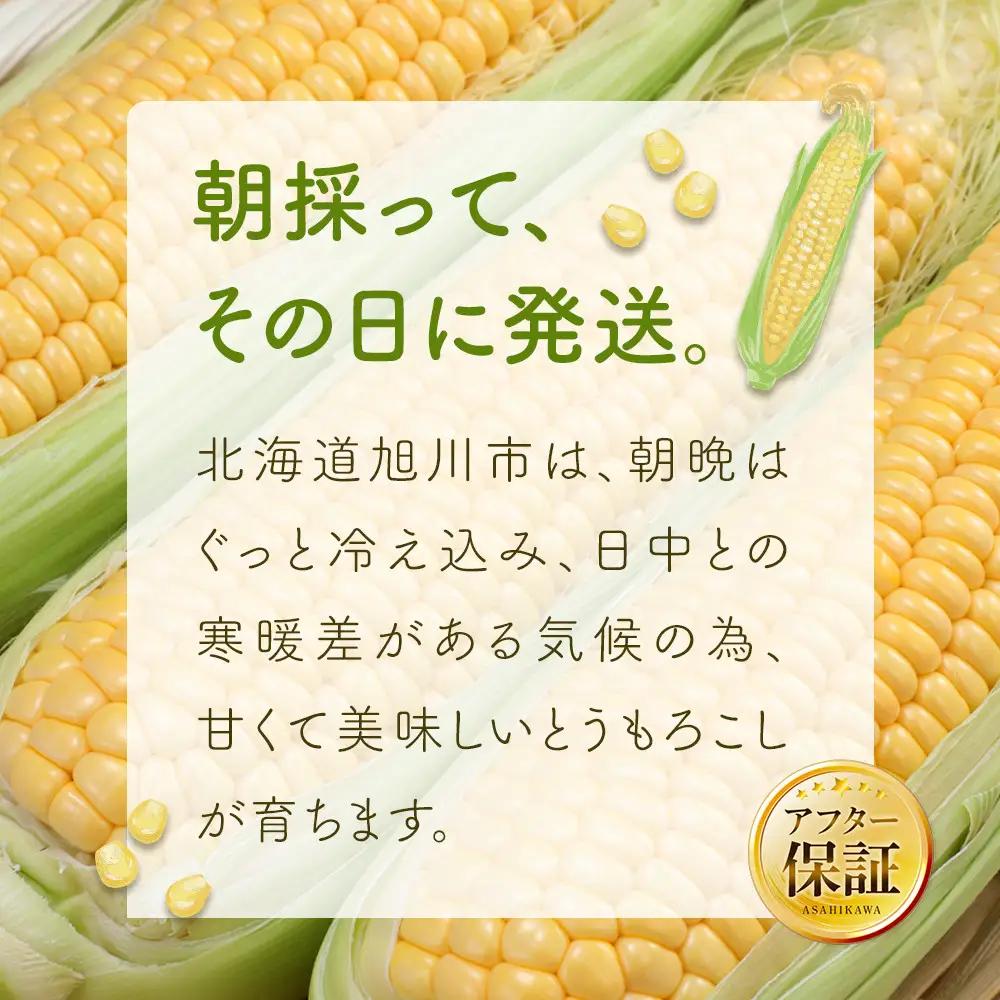 【先行予約】朝採り とうもろこし ゴールドラッシュ 4.8kg (M～Lサイズ×15本)(2026年8月中旬発送) | とうもろこし 北海道産 _03903