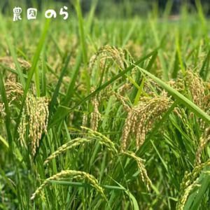 令和7年産きぬひかり「きねのしずく」10kg(玄米)栽培期間中農薬・化学肥料不使用