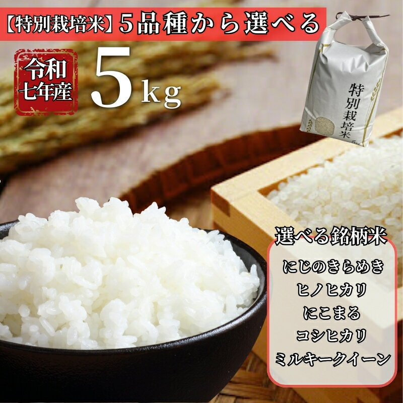 【ふるさと納税】お米 令和7年産 特別栽培米 5kg【選べる品種】にじのきらめき ヒノヒカリ にこまる コシヒカリ ミルキークイーン 先行予約 【2025年10月〜11月以降発送】 精米 米 こめ コメ 白米 ごはん ライス 愛媛 伊予市