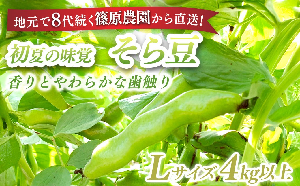 
            【先行予約】【5月中旬～下旬発送】地元で8代続く農家から直送! 香りとやわらかな歯触りがおいしい初夏の味覚! 篠原農園のそら豆 Lサイズ 4kg以上／篠原農園 採りたて そら豆 ソラマメ ポタージュ 天ぷら 農家直送 千葉県 千葉県山武市 SMBV002
          