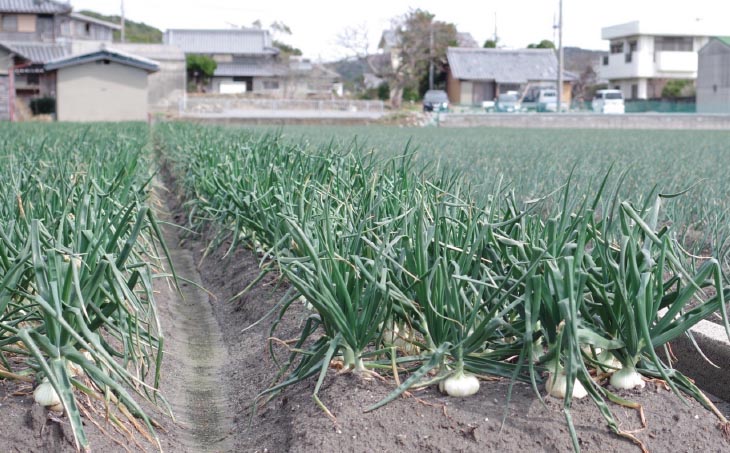 【新玉予約】【じょまはん農園】トロっと甘い！！淡路島産新玉ねぎ10㎏