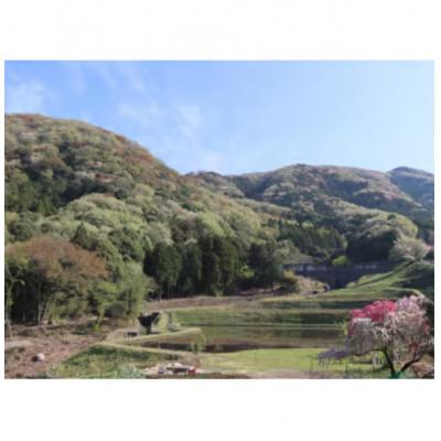 ふるさと納税 牛久市 山桜はちみつと春の田舎はちみつの3種セット【B3山桜】【茨城県共通返礼品/五霞町】 |  | 02