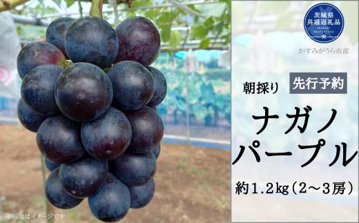 【2025年先行予約】有機肥料栽培 大粒 ナガノパープル 計1.2kg 朝どり 産地直送（茨城県共通返礼品・かすみがうら市） 先行予約 予約 ぶどう ブドウ 葡萄 巨峰 きょほう 茨城県