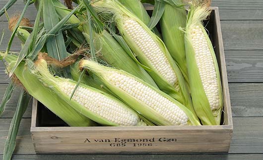 北海道産 とうもろこし 令和8年発送 ピュアホワイト6本 朝採り 生食 産地直送 数量限定 期間限定 とうきび スイートコーン