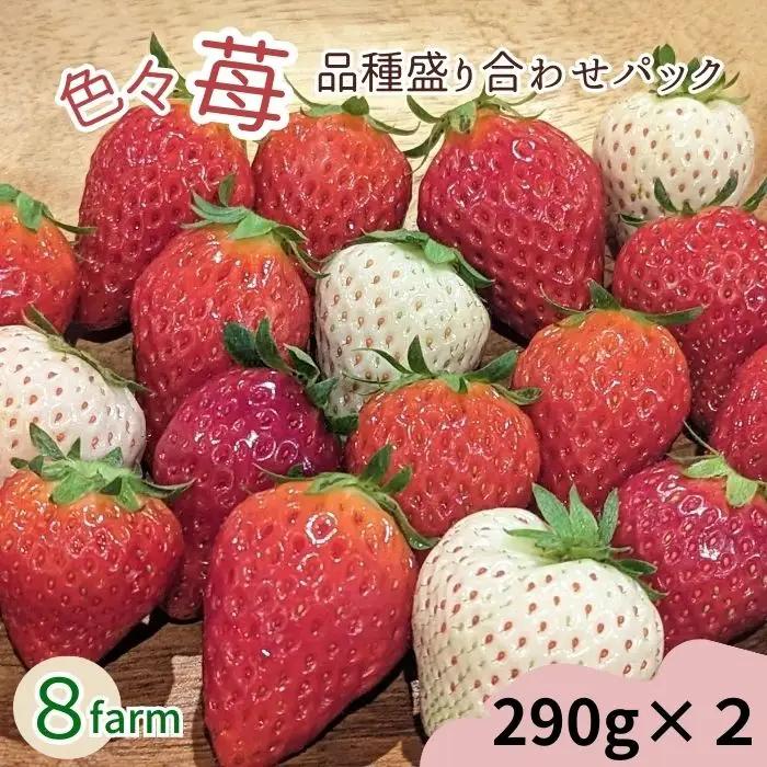 【先行予約】「色々苺」品種盛り合わせパック 品種かわかるメモ付【 食べ比べ いちご 約290g×2パック 苺 冷蔵 安来 8farm 】【13-FA-01】