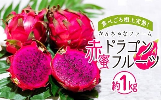 
奄美産 食べごろ樹上完熟『赤蜜ドラゴンフルーツ』約1kg（2〜3玉）
