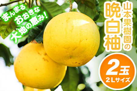 山本果樹園の晩白柚 2玉（2Lサイズ） 山本果樹園《12月中旬-3月中旬頃出荷予定》果物 フルーツ ザボン 熊本 特産品---sh_ymmtbanpe_q123_r7_15500_2l2t---