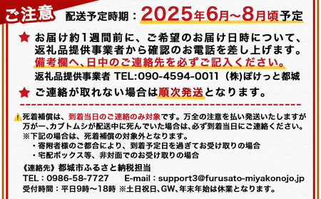 【先行受付☆2024年6月以降お届け】カブトムシ(飼育セット付き) ※限定100セット※_LG-3311_ (都城市) 国産カブトムシ オス 飼育セッ ト夏休み 子ども ゼリー 自由研究 プレゼント