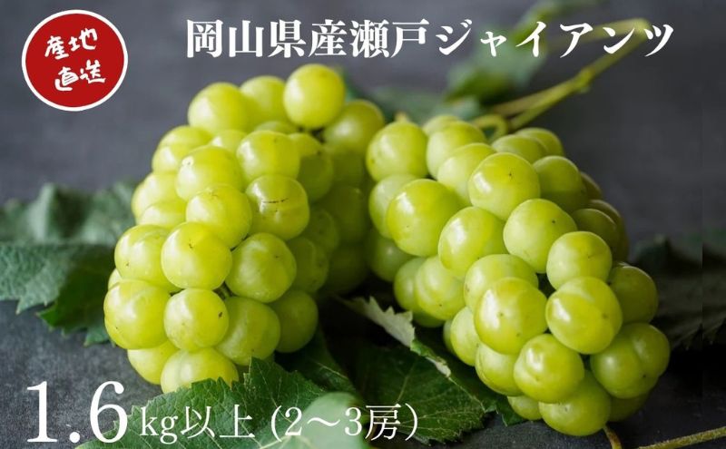 厳選 瀬戸ジャイアンツ 2～3房 合計1.6kg以上 産地直送 朝採れ ぶどう 葡萄 Kawahara Green Farm 岡山県産 2026年 先行予約