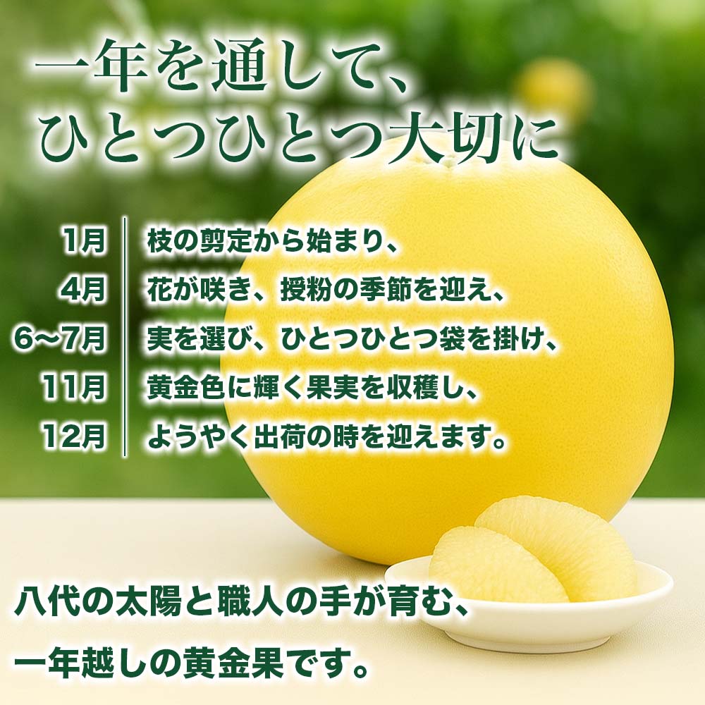 【先行予約】 晩白柚 ばんぺいゆ 3Lサイズ 1玉 約2.5kg 果物 果実 くだもの フルーツ 柑橘 柑橘類 熊本県 八代市 【2026年12月上旬より順次発送】_イメージ3