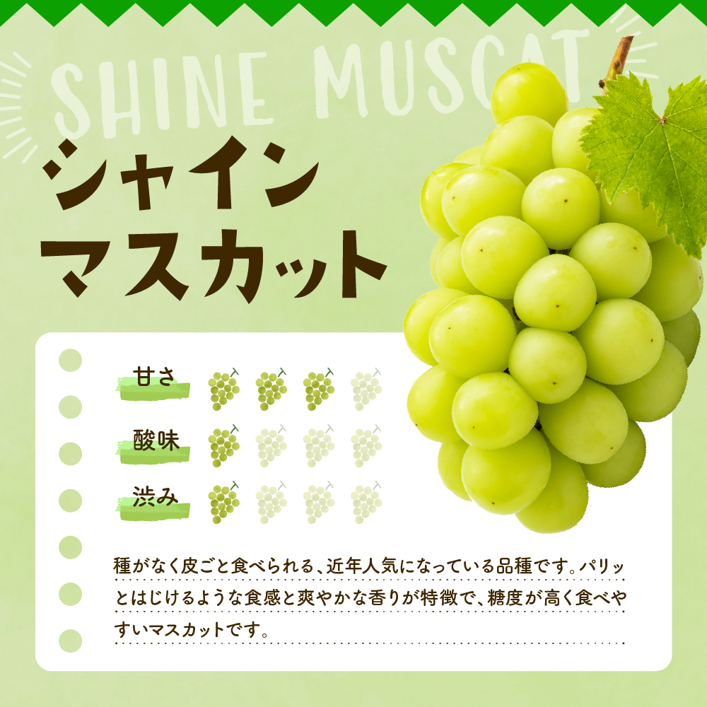 2025年ぶどう「シャインマスカット」2房(約1.2kg) 東根農産センター提供 山形県 東根市 hi027-181-2_イメージ2