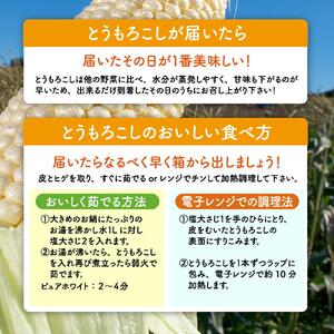 【2026年先行予約】白いとうもろこしピュアホワイト 12本 3.6kg（2026年8月下旬から発送開始予定）とうもろこし