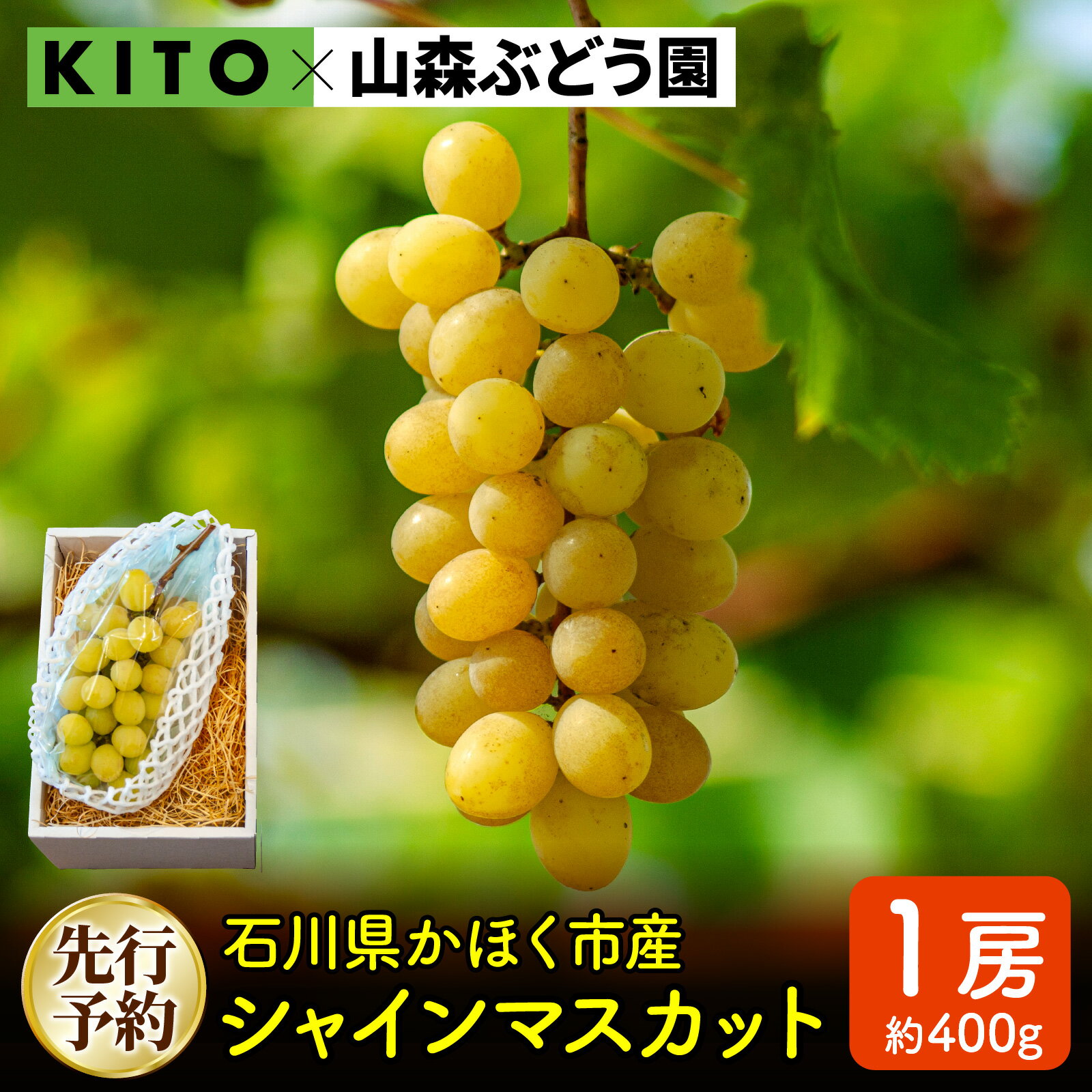 【ふるさと納税】【先行予約 令和8年産】「シャインマスカット」400g×1房 石川県かほく市産【2026年8月下旬より順次発送予定】【配送不可地域：北海道・沖縄県・離島】| フルーツ 果物 ぶどう ブドウ 石川県 数量限定 400グラム 高糖度 甘い 季節の果物 無袋栽培 自然栽培