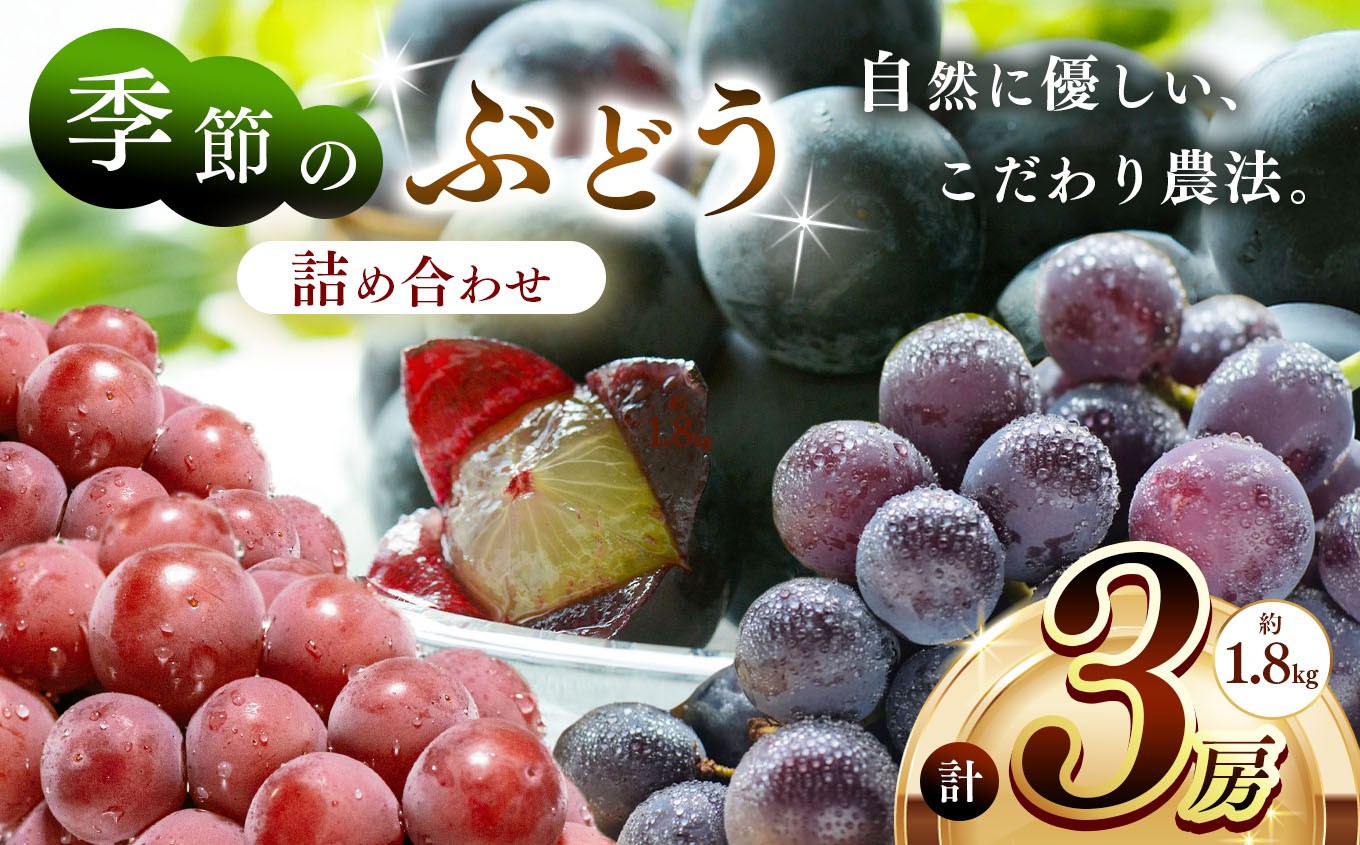 
            季節のぶどう詰め合わせ3房入り(約1.8kg) | フルーツ　ぶどう　詰合せ 兵庫県　上郡町
          