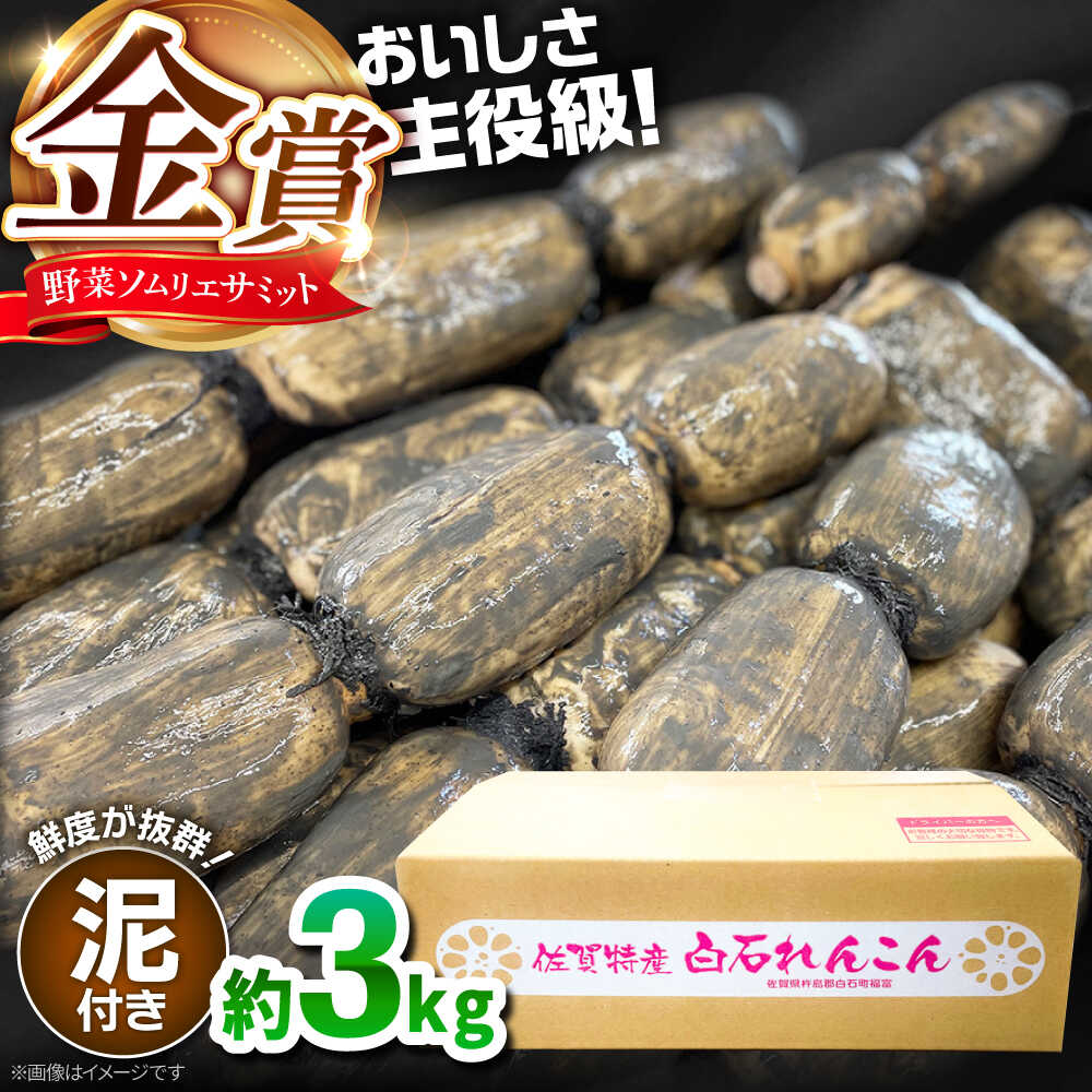 【ふるさと納税】【令和7年10月以降発送】 【金賞受賞！】 松尾青果のこだわり白石れんこん 約3kg【松尾青果】 れんこん レンコン 泥付きれんこん 白石れんこん 泥付き 金賞 金賞受賞 野菜ソムリエサミット 佐賀県 白石町 D9W[IBD014]