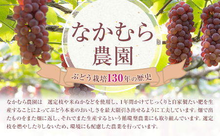 デラウェア 約1kg(4パック) 有限会社なかむら農園《6月上旬-7月下旬頃出荷》大阪府 羽曳野市 ぶどう ブドウ 葡萄 送料無料｜ﾃﾞﾗｳｪｱﾃﾞﾗｳｪｱﾃﾞﾗｳｪｱﾃﾞﾗｳｪｱﾃﾞﾗｳｪｱﾃﾞﾗｳ
