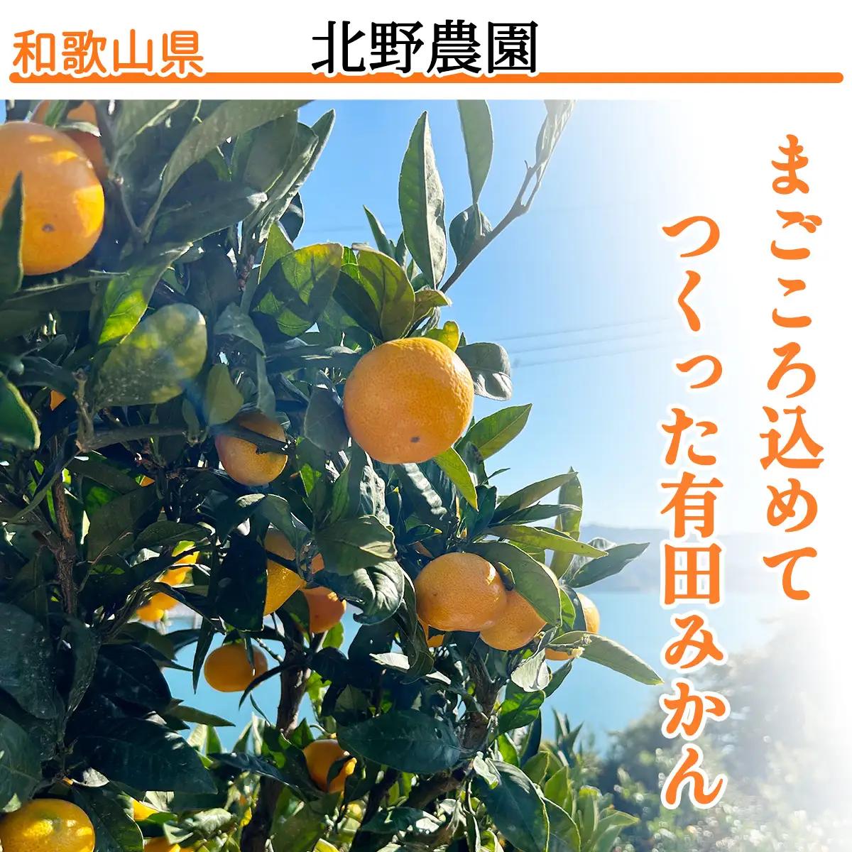 【1月発送】家庭用 有田みかん 和歌山 訳あり わけあり S～Lサイズ 大きさお任せ 3kg / みかん フルーツ 果物 くだもの 有田みかん 蜜柑 柑橘【ktn006B-1】