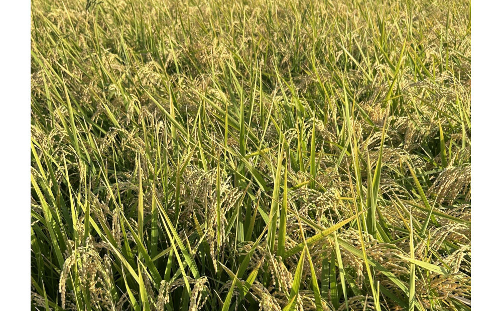 福岡県産米 ひのひかり 5kg （福岡県 大川市産）