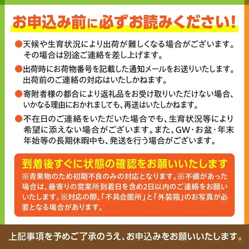 マンゴー パルメロ マンゴー[宮崎 1玉 希少種 650g以上 糖度20度以上]