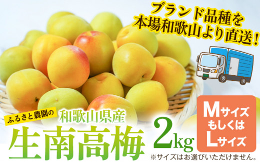 和歌山県産 熟成南高梅 2kg(MサイズもしくはLサイズ) うめ 梅干 梅酒 ふるさと農園《2025年6月上旬-6月中旬頃出荷》 和歌山県 日高町