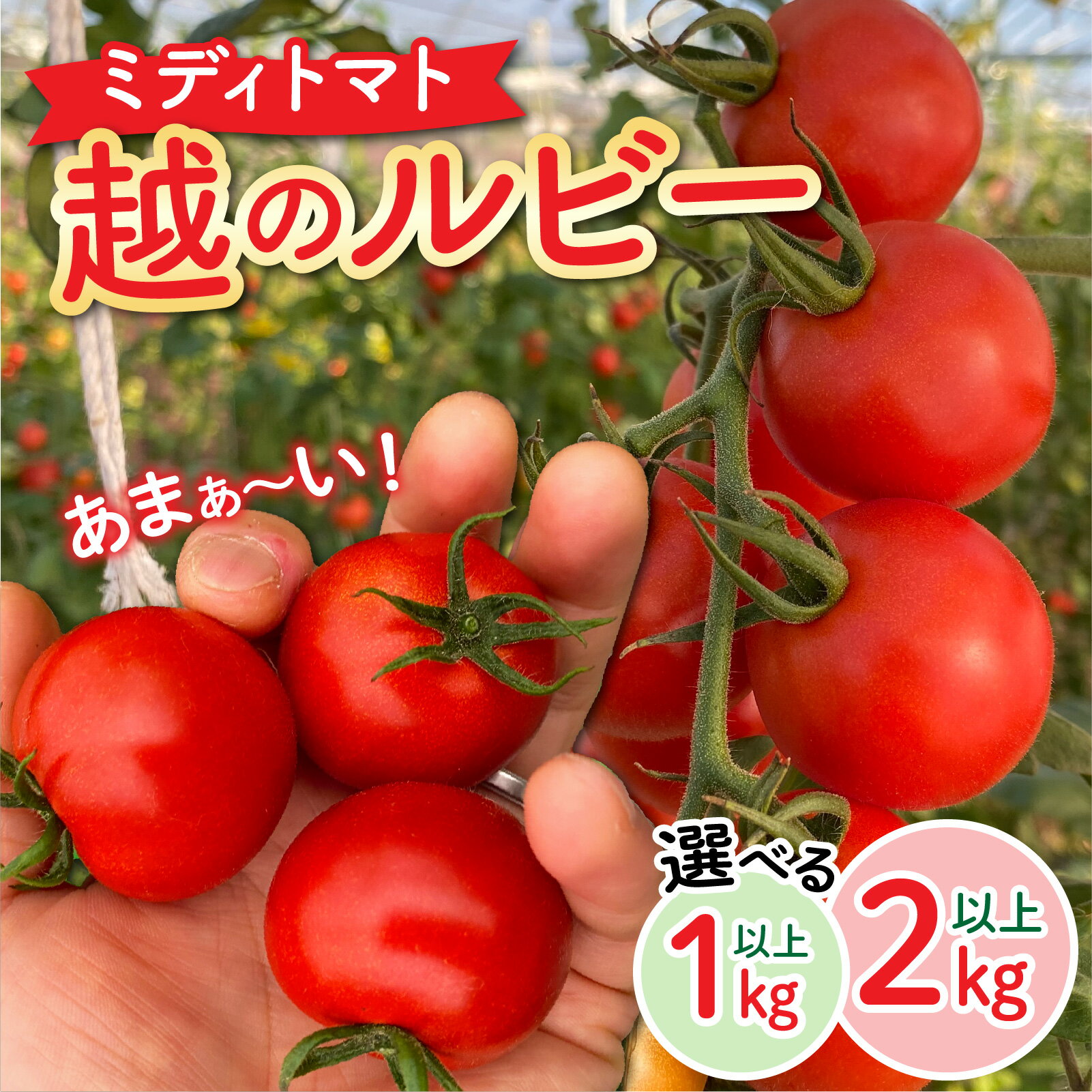 【ふるさと納税】トマト フルーツトマト / 甘くて皮が薄く食べやすい　福井市産ミディトマト『越のルビー』[A-180002] / トマト 1kg 2kg 農家直送 とまと ミニトマト 野菜 やさい 新鮮 産地直送 甘い 完熟 ミディトマト