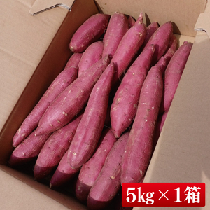 【2025年9月より順次発送】さつまいも(シルクスイート) 約5kg｜さつまいも 芋 サツマイモ シルクスイート 先行予約 茨城県 行方市(HP-2)