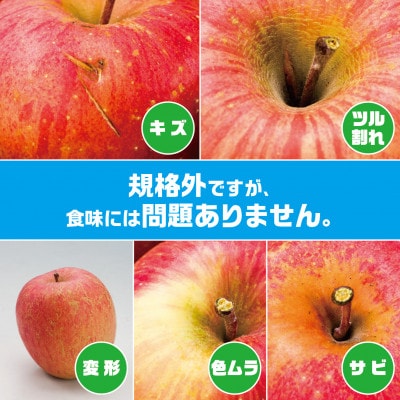 【R7年11月上旬～発送開始】内容量　約10Kg　訳ありりんご　シナノスイート　24～46個入【配送不可地域：離島・沖縄県】
