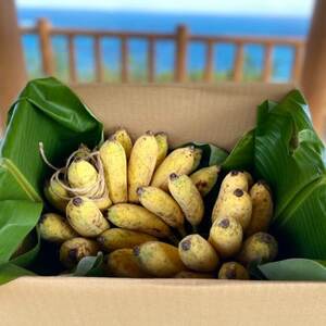 西原町の栽培期間中農薬不使用のナムワバナナ5kg【1616146】