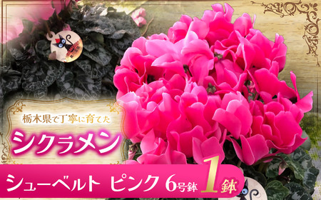 シクラメン シューベルト（ピンク）6号鉢 | 栃木県 下野市