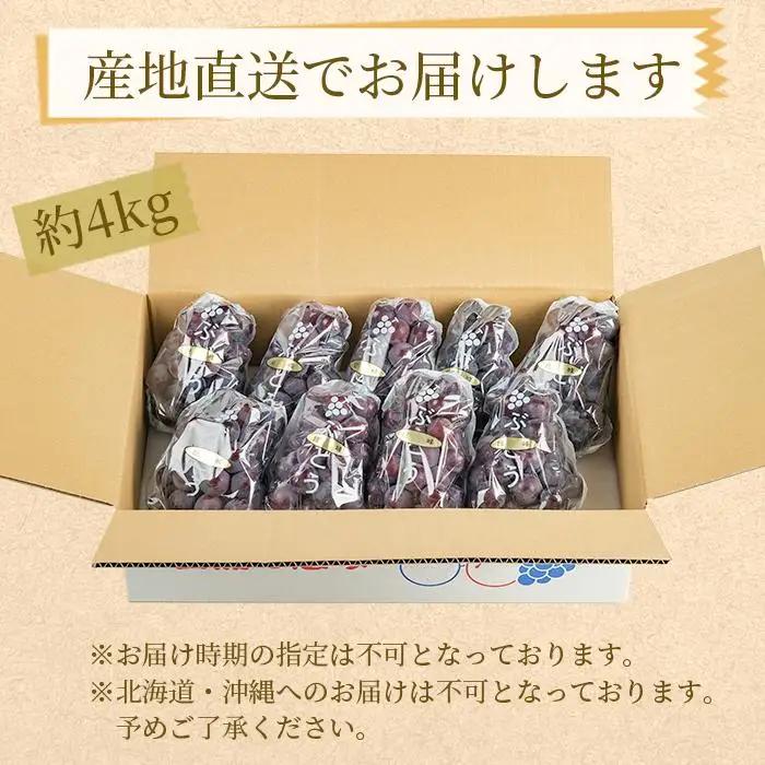 ぶどうの王様 農家直送 朝採り 濃厚 巨峰 約4kg［2026年・先行予約］  巨峰