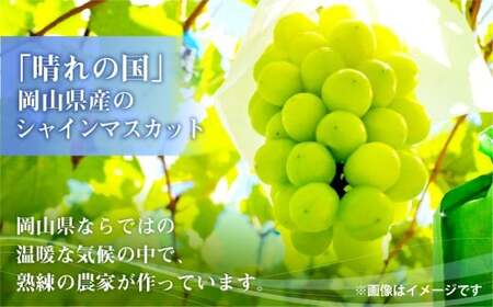 【訳あり】ご家庭用シャインマスカット 1～4房（約1.6kg以上）【2026年9月上旬～10月下旬まで発送予定】 訳あり 自宅用 マスカット ぶどう 種なし 冷蔵 岡山県 倉敷市