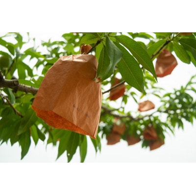 岡山県産「おかやま夢白桃」約1kg|2025年7月下旬以降順次発送予定