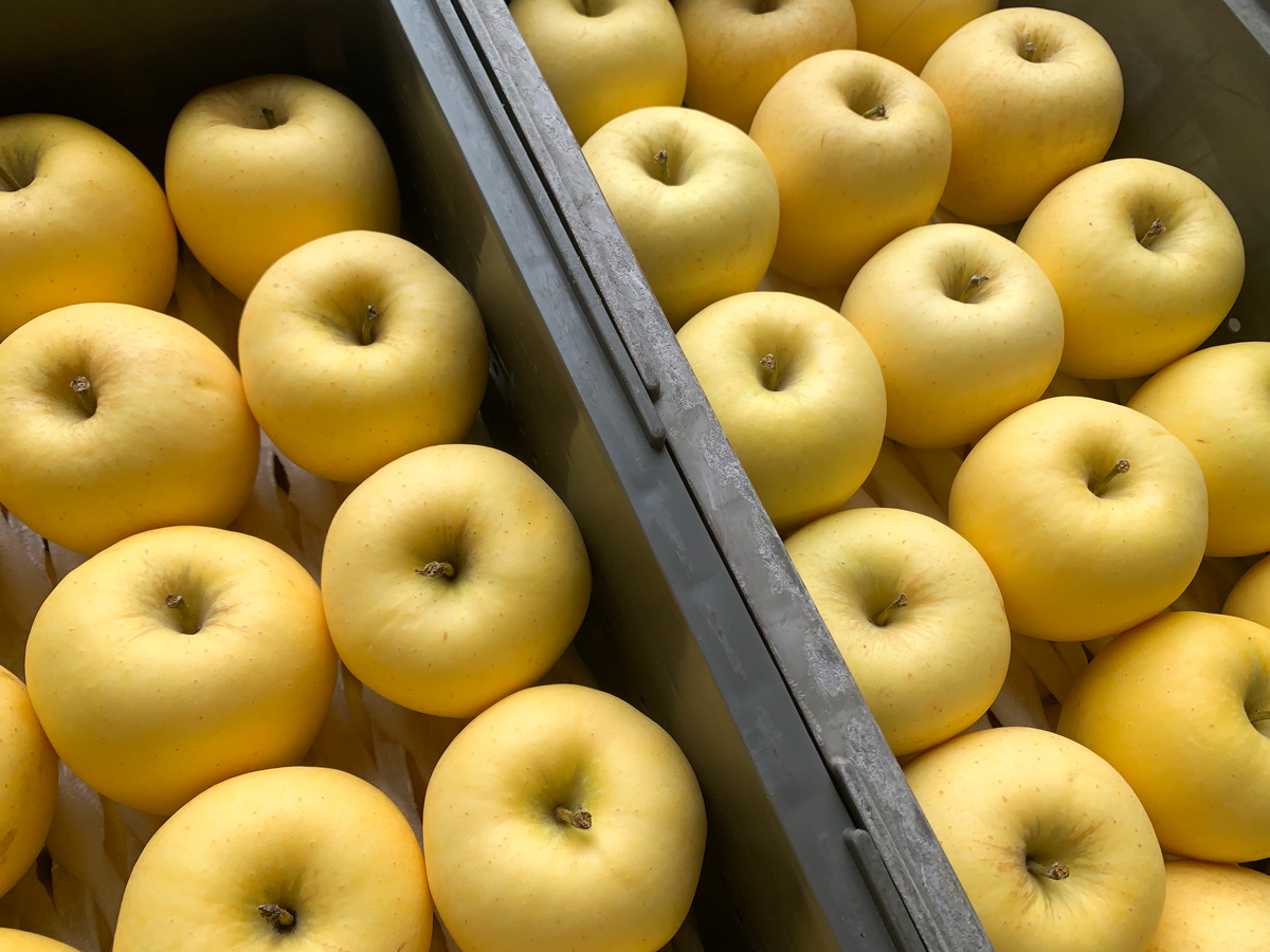 木村農産の人気の3種セット (サンふじ・はるか・名月) 約3kg 10個入り ｜青森県産 つがる りんご リンゴ 林檎 サンふじ さんふじ はるか ハルカ  名月 めいげつ 果物 フルーツ 令和7年産