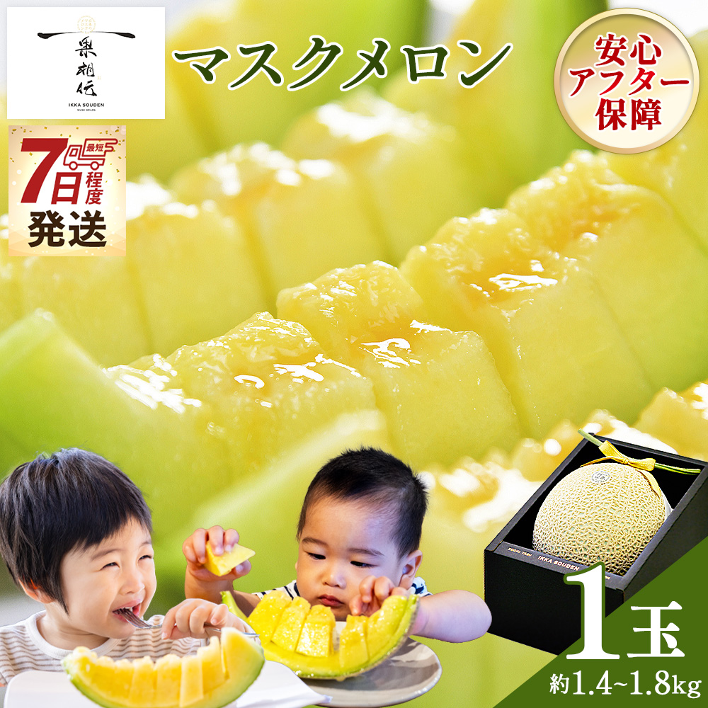 【7日程度で発送】一果相伝マスクメロン 1玉入り - 最短配送 送料無料 めろん 青肉 果物 くだもの フルーツ 贈答用 贈答品 贈り物 ギフト 産地直送 篤農 高知県 香南市 常温 tn-0064