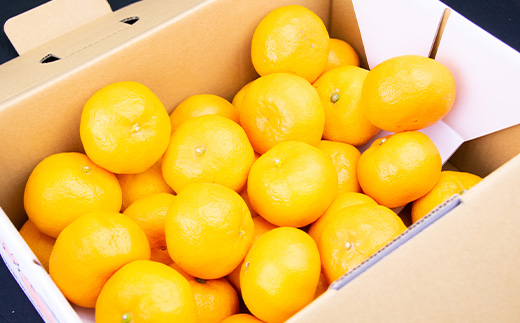 『先行予約』【11月上旬発送予定】唐津産 温州みかん 5kg バラ ハウスみかん ミカン 果物 フルーツ