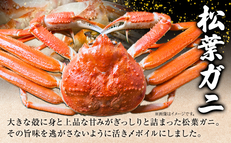 松葉ガニ ブランドタグ付 蟹セレブ タグ付き 活〆ボイル 松葉ガニ 800g giverichホールディングス《11月中旬-2月下旬頃出荷》ます鳥取県 八頭町 蟹 かに カニ ズワイガニ ズワイ蟹 タ