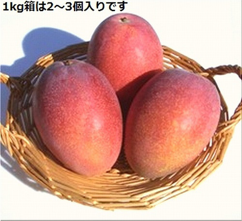 石垣島産　完熟マンゴーをお届け