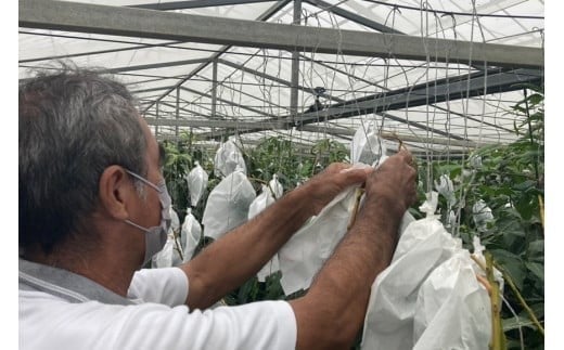 【先行受付】＜2026年発送＞いらぶ島マンゴー園　宮古島産“完熟アーウィンマンゴー”《家庭用》2kg（HR05）