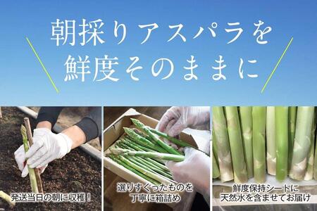 【朝採り直送】夏芽アスパラガス 1kg（L-Mサイズ）福岡県産 2026年