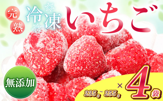 南信州産 冷凍 アルプス イチゴ 235g ～ 255g × 4袋 | 冷凍 果物 フルーツ いちご 苺 アルプスイチゴ 冷凍いちご 朝採れ 完熟 真空冷凍 小分け タイプ スムージー ジャム 飯田市 長野県 信州