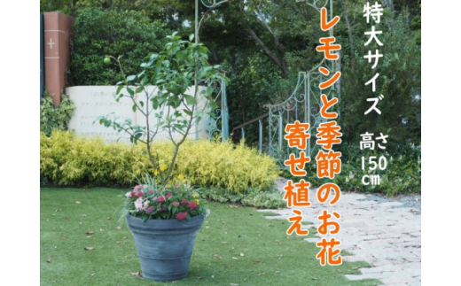 
植物 レモン 花 寄植え 特大サイズ レモンの木と季節のお花 寄せ植え ガーデニング 配送不可：北海道、沖縄、離島
