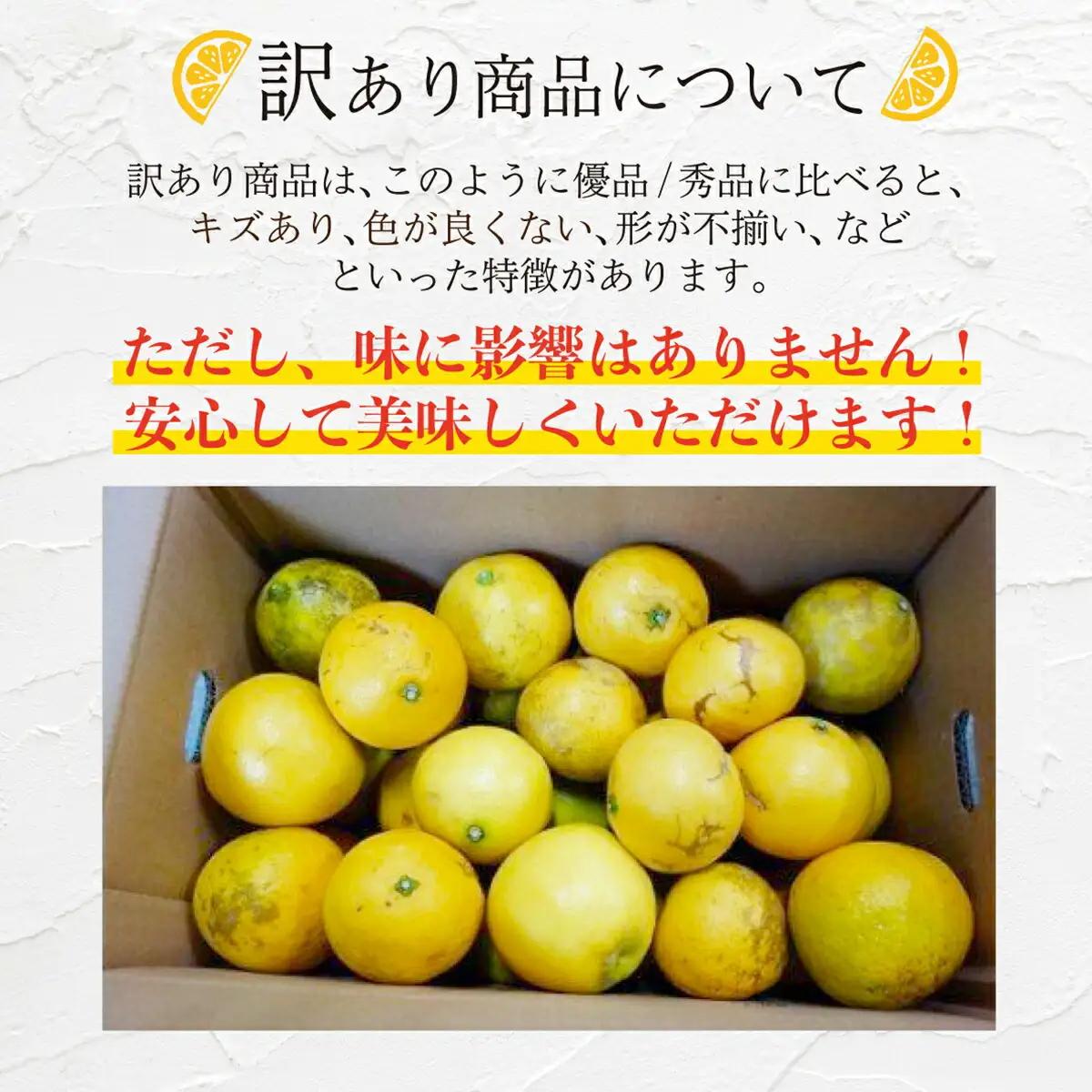 ＜先行予約＞【訳アリ】西内小夏3kg