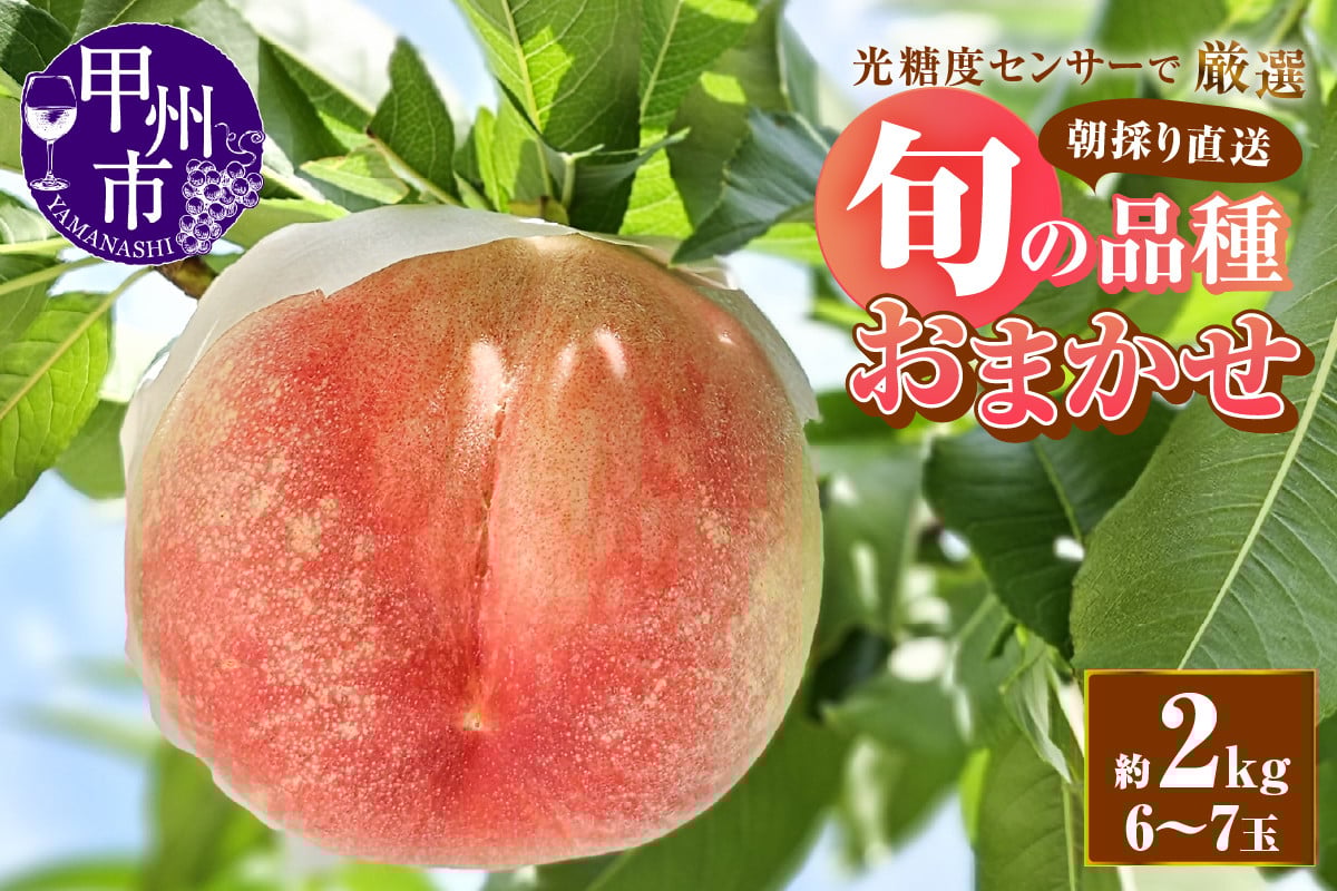 
            【朝採り農家直送】糖度13度以上の高糖度桃 約2kg（6～7玉）【2026年発送】（AF）B-450【桃 もも モモ 令和8年発送 期間限定 山梨県産 甲州市 フルーツ 果物】
          